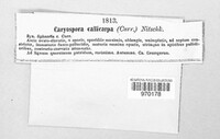 Trematosphaeria callicarpa image